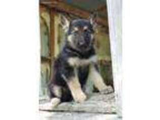 German Shepherd Dog Puppy for sale in Sparta, MO, USA