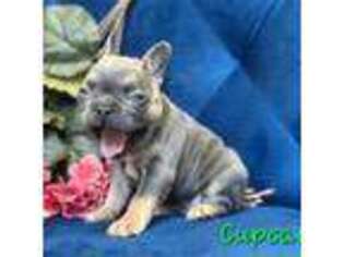 French Bulldog Puppy for sale in Mckinleyville, CA, USA