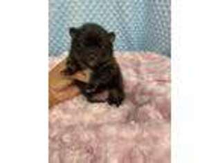 Pomeranian Puppy for sale in Greenville, GA, USA