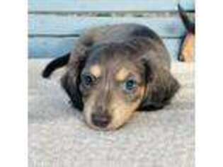 Dachshund Puppy for sale in Kingstree, SC, USA
