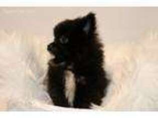 Pomeranian Puppy for sale in Revere, MO, USA