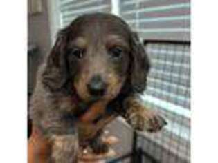 Dachshund Puppy for sale in Homestead, FL, USA