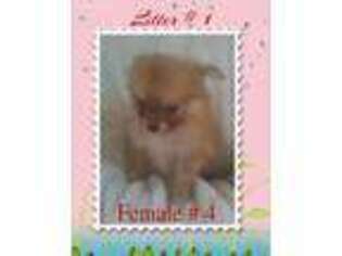 Pomeranian Puppy for sale in Virgilina, VA, USA