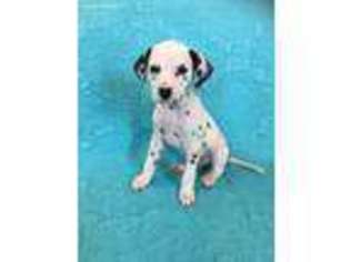 Dalmatian Puppy for sale in Henderson, NV, USA