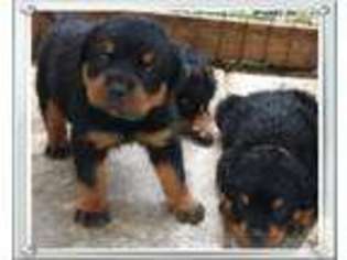 Rottweiler Puppy for sale in MIDDLEBURG, FL, USA