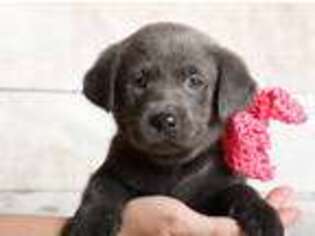 Labrador Retriever Puppy for sale in West Plains, MO, USA