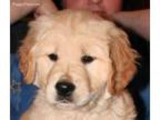 Golden Retriever Puppy for sale in Hopkinsville, KY, USA
