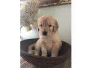 Goldendoodle Puppy for sale in Wellsboro, PA, USA