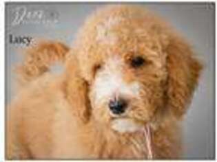 Mutt Puppy for sale in Connersville, IN, USA