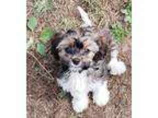 Cavapoo Puppy for sale in Springfield, OH, USA