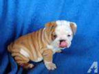 Bulldog Puppy for sale in LOUISVILLE, TN, USA