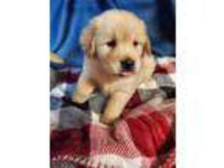Golden Retriever Puppy for sale in Cameron, NC, USA
