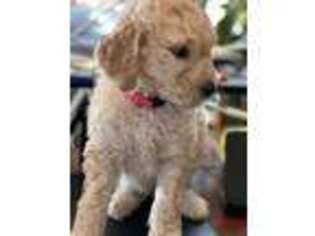 Goldendoodle Puppy for sale in San Mateo, CA, USA