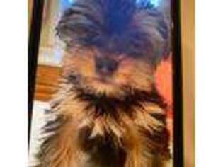 Yorkshire Terrier Puppy for sale in Lake Zurich, IL, USA