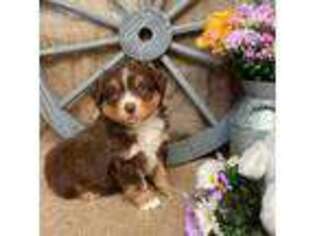 Miniature Australian Shepherd Puppy for sale in Kalama, WA, USA