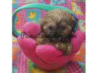Shorkie Tzu Puppy for sale in Rancho Cucamonga, CA, USA
