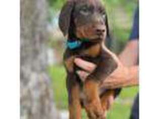 Doberman Pinscher Puppy for sale in Tulsa, OK, USA