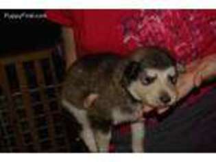 Native American Indian Dog Puppy for sale in Henagar, AL, USA