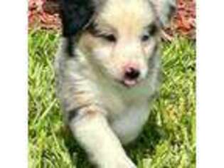 Miniature Australian Shepherd Puppy for sale in Port Saint Lucie, FL, USA