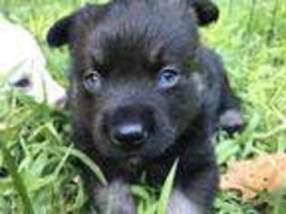 Mutt Puppy for sale in Livermore, ME, USA
