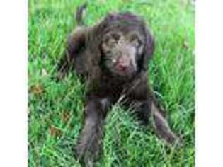 Labradoodle Puppy for sale in Guyton, GA, USA
