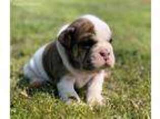 Olde English Bulldogge Puppy for sale in Greenbrier, AR, USA