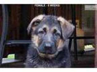 German Shepherd Dog Puppy for sale in Wilkes Barre, PA, USA