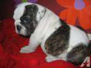 Bulldog Puppy for sale in ALLEN, TX, USA