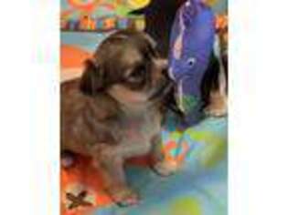 Chihuahua Puppy for sale in Mill Spring, NC, USA