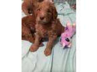 Goldendoodle Puppy for sale in Pahrump, NV, USA