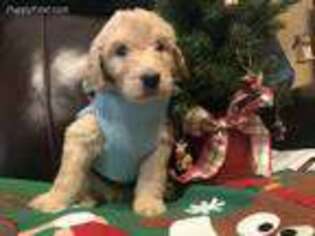 Goldendoodle Puppy for sale in Oxford, AL, USA