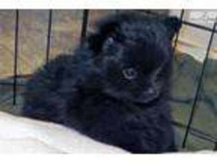 Pomeranian Puppy for sale in Prescott, AZ, USA