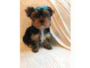 Yorkshire Terrier Puppy for sale in Brandon, SD, USA
