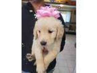 Mutt Puppy for sale in East Bridgewater, MA, USA