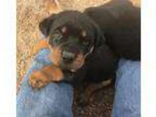 Rottweiler Puppy for sale in Bennett, CO, USA