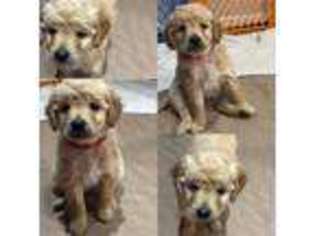 Goldendoodle Puppy for sale in Valencia, CA, USA
