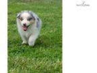 Australian Shepherd Puppy for sale in Columbia, MO, USA