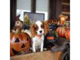 Cavalier King Charles Spaniel Puppy for sale in Greeneville, TN, USA