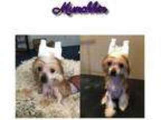 Chinese Crested Puppy for sale in Harker Heights, TX, USA