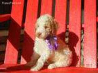 Labradoodle Puppy for sale in Marshall, AR, USA