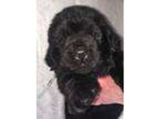 Newfoundland Puppy for sale in Falmouth, MI, USA