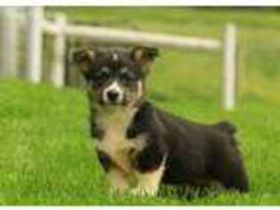 Pembroke Welsh Corgi Puppy for sale in Fredericksburg, OH, USA