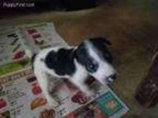 Miniature Pinscher Puppy for sale in Kountze, TX, USA