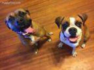 Boxer Puppy for sale in Eden, NC, USA