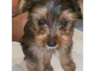 Yorkshire Terrier Puppy for sale in Concord, CA, USA