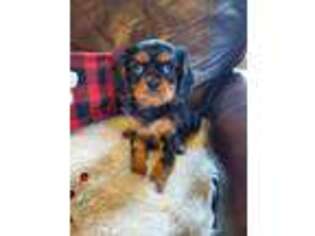 Cavalier King Charles Spaniel Puppy for sale in Carterville, IL, USA
