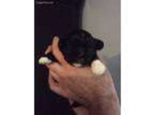 Mutt Puppy for sale in Warren, ME, USA