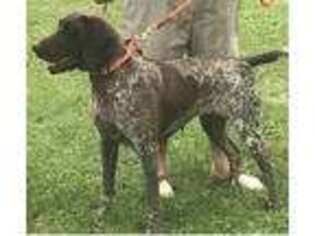German Shorthaired Pointer Puppy for sale in Park Ridge, IL, USA