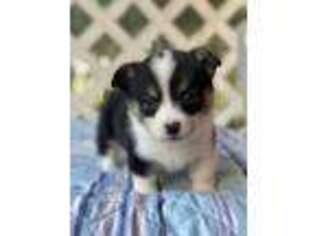 Pembroke Welsh Corgi Puppy for sale in Bushnell, FL, USA
