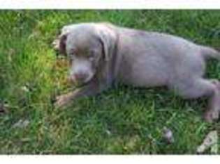 Labrador Retriever Puppy for sale in BRISTOL, WI, USA